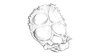 Drawing the occipital bone for the first time short timelapse [upl. by Nohtanhoj]