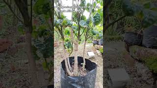 How do you care for black Aralia  Is Aralia an indoor plant  What is Aralia good for  shorts [upl. by Peursem]