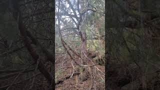 Northern sawwhet owl on the Penitente Canyon trail [upl. by Cahilly777]