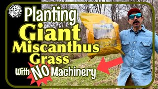 Planting Giant Miscanthus with NO Machinery for Deer Screening 🦌🌾 Miscanthus GiantMiscanthus grow [upl. by Pirnot]