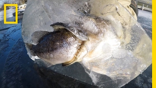 Rare Battling Fish Found Frozen in Ice  National Geographic [upl. by Eillah]