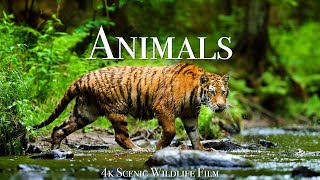 World of Animals 4K  Scenic Wildlife Film With Calming Music [upl. by Aletha162]