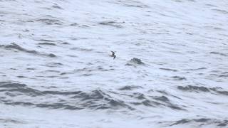 ♪鳥くん野鳥動画（小笠原航路OgasawaraJapan）オーストンウミツバメ Tristrams Storm petrel [upl. by Ardnala28]