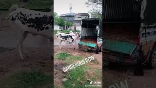 LOODING DANGEROUS COW 😱 EID MUBARAK 2024 eid eidmubarak bigcow [upl. by Akela]