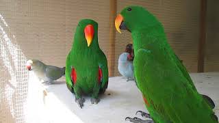 Eclectus parrot talking [upl. by Onitselec]