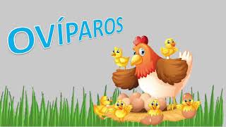 OVÍPAROS VIVÍPAROS OVOVIVÍPAROS niños de 3er grado de primaria [upl. by Llecrad]