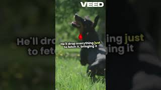 Words That Make Dogs Go Wild viraldog petfails dog dogtraining dogfails puppy doglover [upl. by Evette]