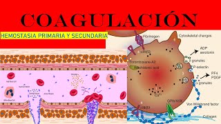 COAGULACIÓN SANGUÍNEA FISIOLOGÍA HEMOSTASIA PRIMARIA Y SECUNDARIA [upl. by Redmond]