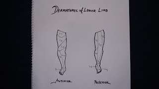 Dermatomes of Lower Limb Simplified in Bangla [upl. by Fiorenze714]