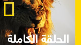 وراثة  المملكة المتوحشة  ناشونال جيوغرافيك أبوظبي [upl. by Nosduj]