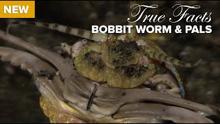 True Facts Bobbit Worm and Polychaete Pals [upl. by Aubrie569]