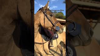 tiktok pony equestrian bestpony ponypower showpony horseriding viral [upl. by Claresta]