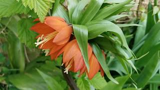 Fritillaria imperialis Crown Imperial description and cultivation [upl. by Niwred832]