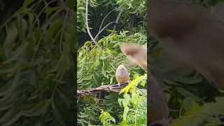 Yellow  Billed Babbler [upl. by Nyrraf901]