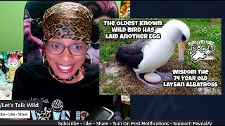 Laysan Albatross Wisdom  The Oldest Known Wild Bird Has Laid Another Egg  Lets Talk Wild Podcast [upl. by Ritch]