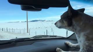 Pronghorn running down Highway 41 in Montana [upl. by Brinkema980]