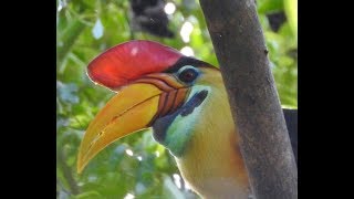 Birds of Sulawesi [upl. by Eanwahs406]