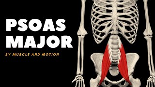 The Psoas Major Muscle Origin Insertion and Actions [upl. by Ecitnirp]