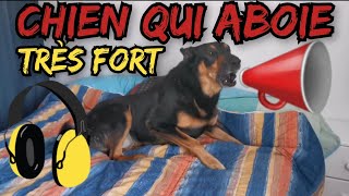 CHIEN MÉCHANT QUI ABOIE TRÈS FORT  bouchez vos oreilles [upl. by Champagne]