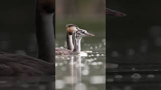 Пірникози мама з донькою wildlife nature podiceps [upl. by Atnom]