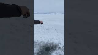 This COLOR catches FISH 🌈 icefishing fishing fish troutfishing icefishingtrout trout [upl. by Brag]