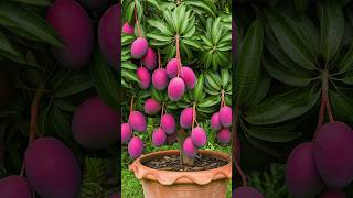 🌿Can You Really Grow Mango Tree at Home mango gardening [upl. by Hehre]