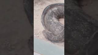 Live snake dekh liya aaj [upl. by Lunseth]