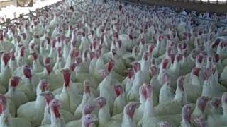 White Feather Farms Sells Bernards Fresh FreeRange Turkeys [upl. by Rabbaj577]