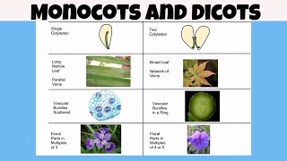 Difference between monocot vs dicot plants [upl. by Amahs921]