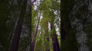 The Redwood Forest California  the worlds tallest trees redwoodsnationalpark redwoodforest [upl. by Albarran828]