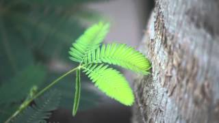 The Moving Plant Mimosa Pudica [upl. by Ymaral]