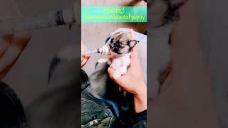 Amazing  Man save exhausted puppy shorts shortvideo puppy dog short animals pets [upl. by Corin]