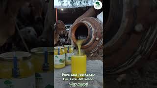 Kinaya Organic Farms Gir Cow A2 Ghee making [upl. by Emia931]