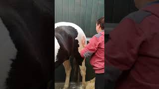 Gluteal muscles  Equine Massage [upl. by Annekim]