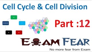 Biology Cell Cycle amp Cell Division part 12 Meiosis Metaphase 1 Anaphase 1 CBSE class 11 XI [upl. by Wanda]