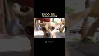 Why This Taco Bell Ad Works 👇 [upl. by Delia50]