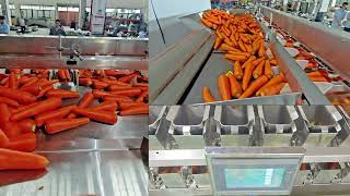 KENWEI 14 heads multihead weigher scale for carrot potato weghing weigher for potato carrot weigher [upl. by Zobe]