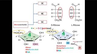 S01E06 Monosaccharides with mnemonics [upl. by Burkhardt]