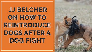 JJ Belcher on How To Reintroduce Dogs After a Dog Fight [upl. by Wasson]