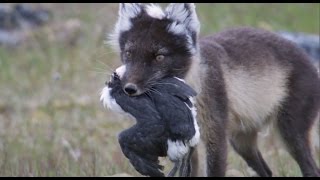 Fox Feasts on Baby Guillemots  Natures Great Events  BBC [upl. by Ahsahs]