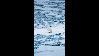 Walking On Water polarbear northpole [upl. by Etselec]