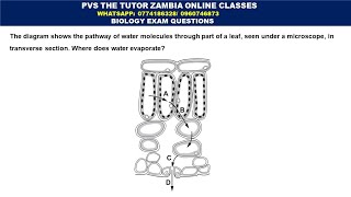 Transport in plants  Biology Exam Question MCQ [upl. by Kcorb462]