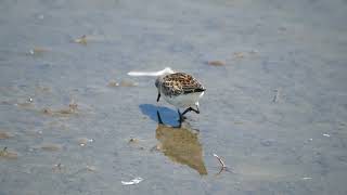 Rufousnecked Stint 18Sep2024 [upl. by Claudelle]