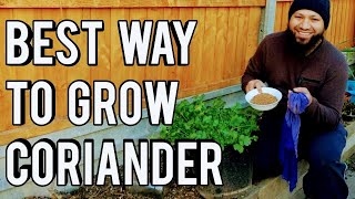 Whats The Best Way To Grow Coriander Cilantro How To Grow Coriander Start To Finish [upl. by Grizel]