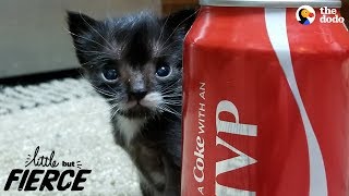 Littlest Kitten Ever Grows Up To Be A Mini Cat  The Dodo Little But Fierce [upl. by Forbes]