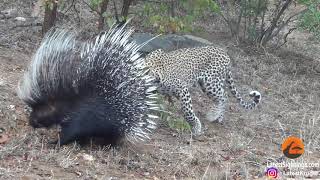 Silly leopard taking on porcupine at high speed will make your day [upl. by Yates]