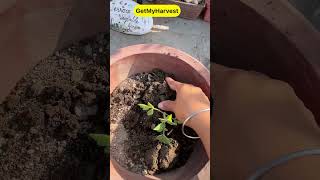 Special Tips for growing Tomatoes  Ab dher saare tamatar ugalo shorts [upl. by Desdamona933]