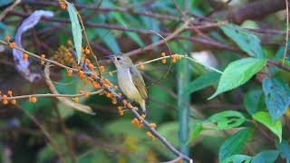 Plain flowerpecker calls 綠啄花叫聲 [upl. by Thornie746]