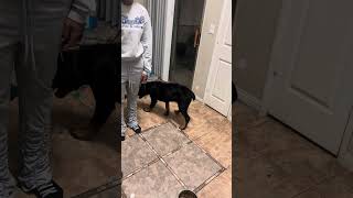 Young puppy male rottweiler eating ￼ [upl. by Dlopoel]