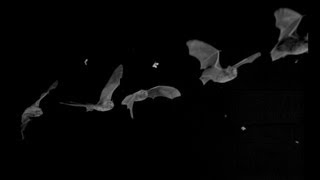 Bat Echolocation Sonar [upl. by Yelats]